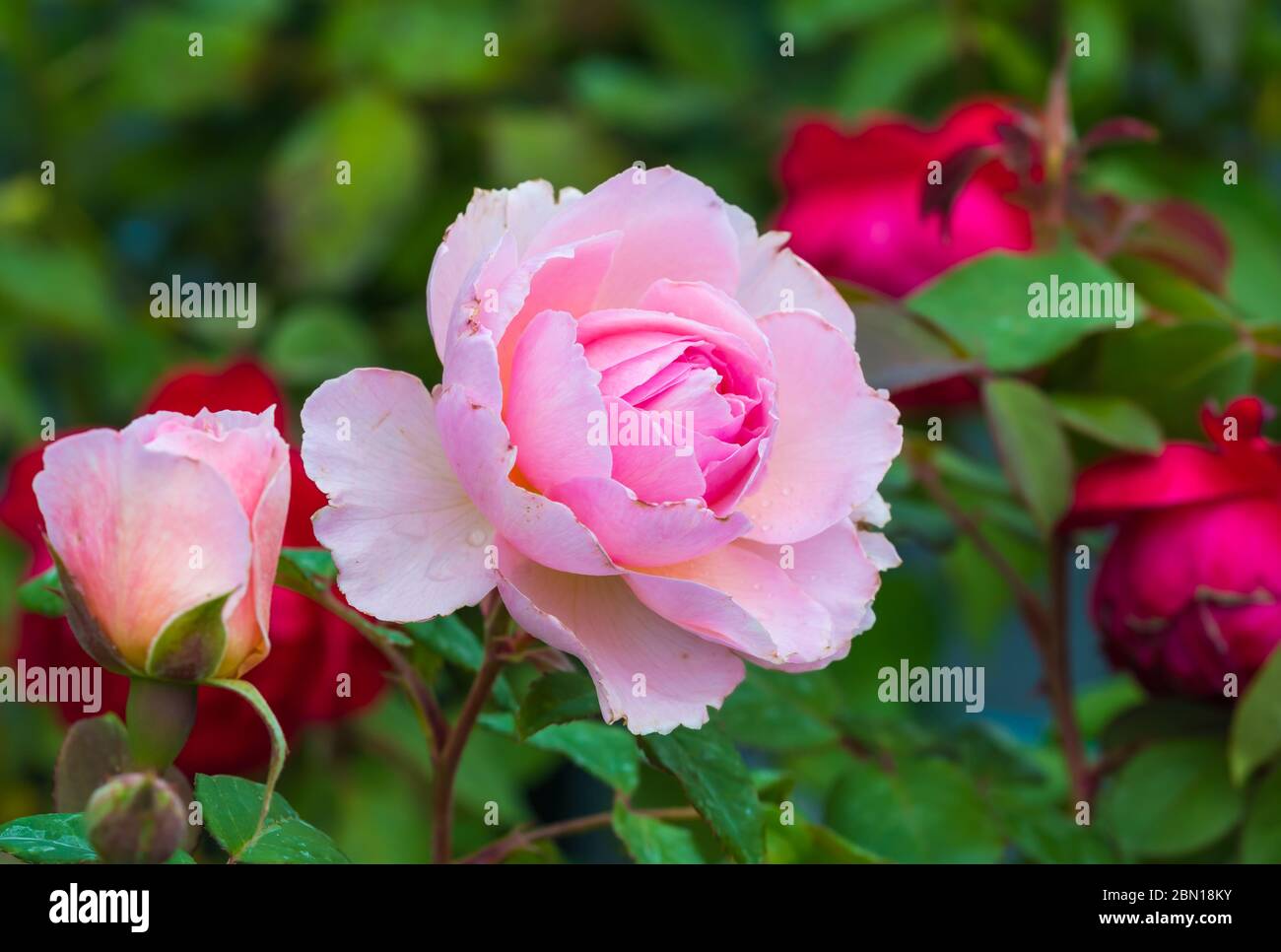 Rosa' der alten Mariner' (Ausoutcry), eine Mitte rosa hardy Englisch Strauch Rose blühen im Sommer in West Sussex, England, UK. Stockfoto