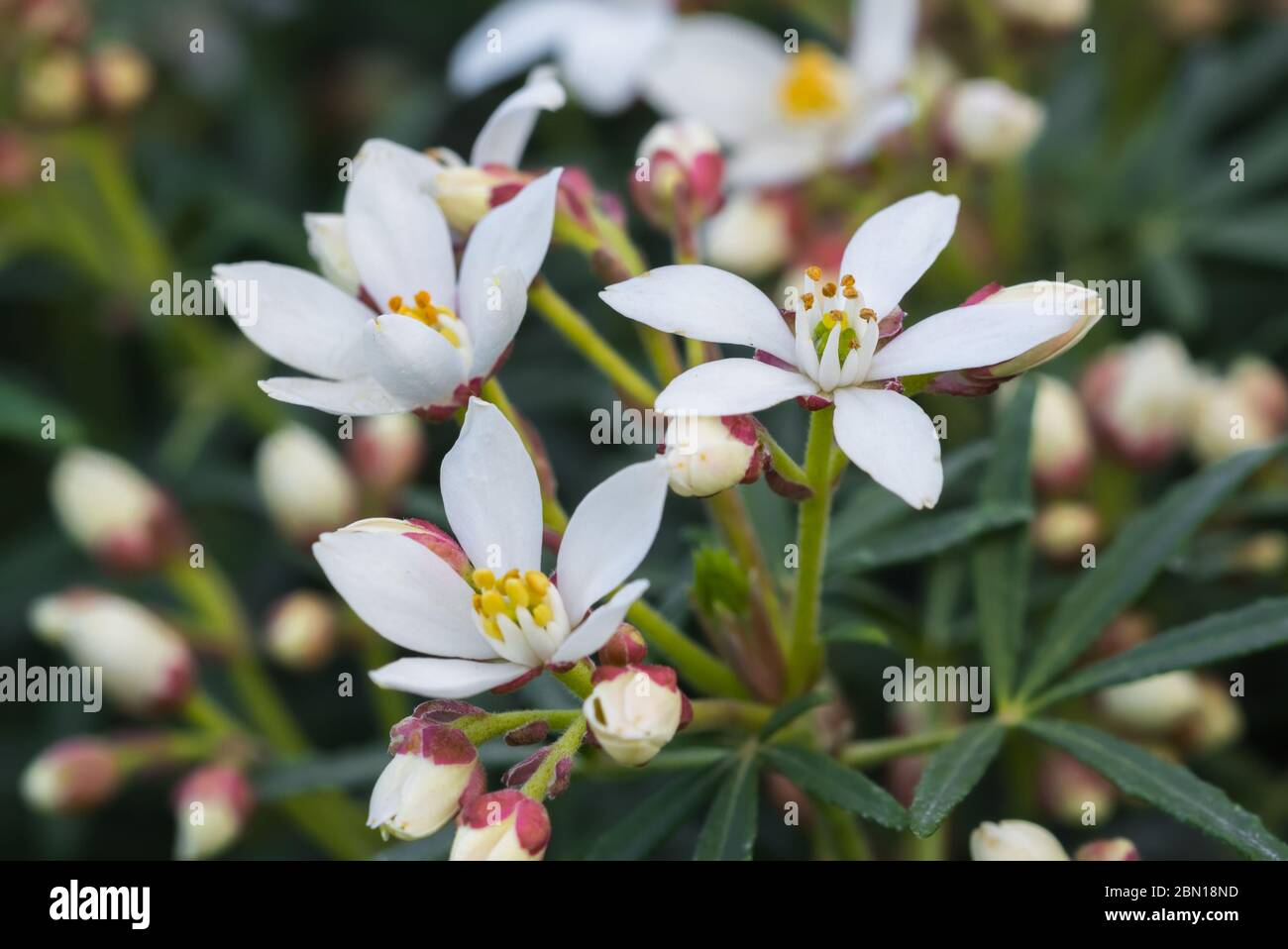 Kleine weiße Blüten von einem Choisya x dewitteana 'White Dazzler' (AKA Mexikanischen orange) immergrüne Strauch im Frühjahr in West Sussex, UK. Stockfoto