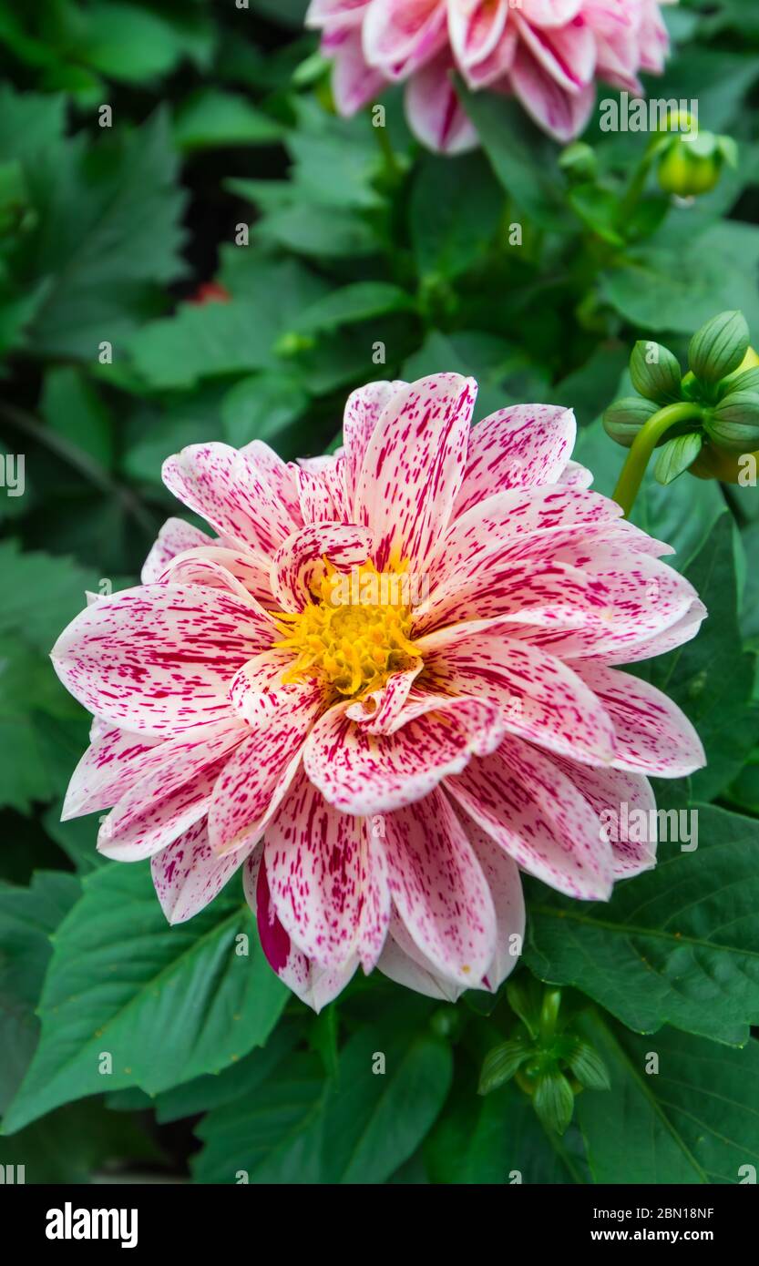 Dahlie 'ahlietta Paula" (aus der Serie Dahlietta Überraschung) Blüte im Sommer in Großbritannien. Rosa und Weiße Dahlie, Portrait/Vertikal. Stockfoto