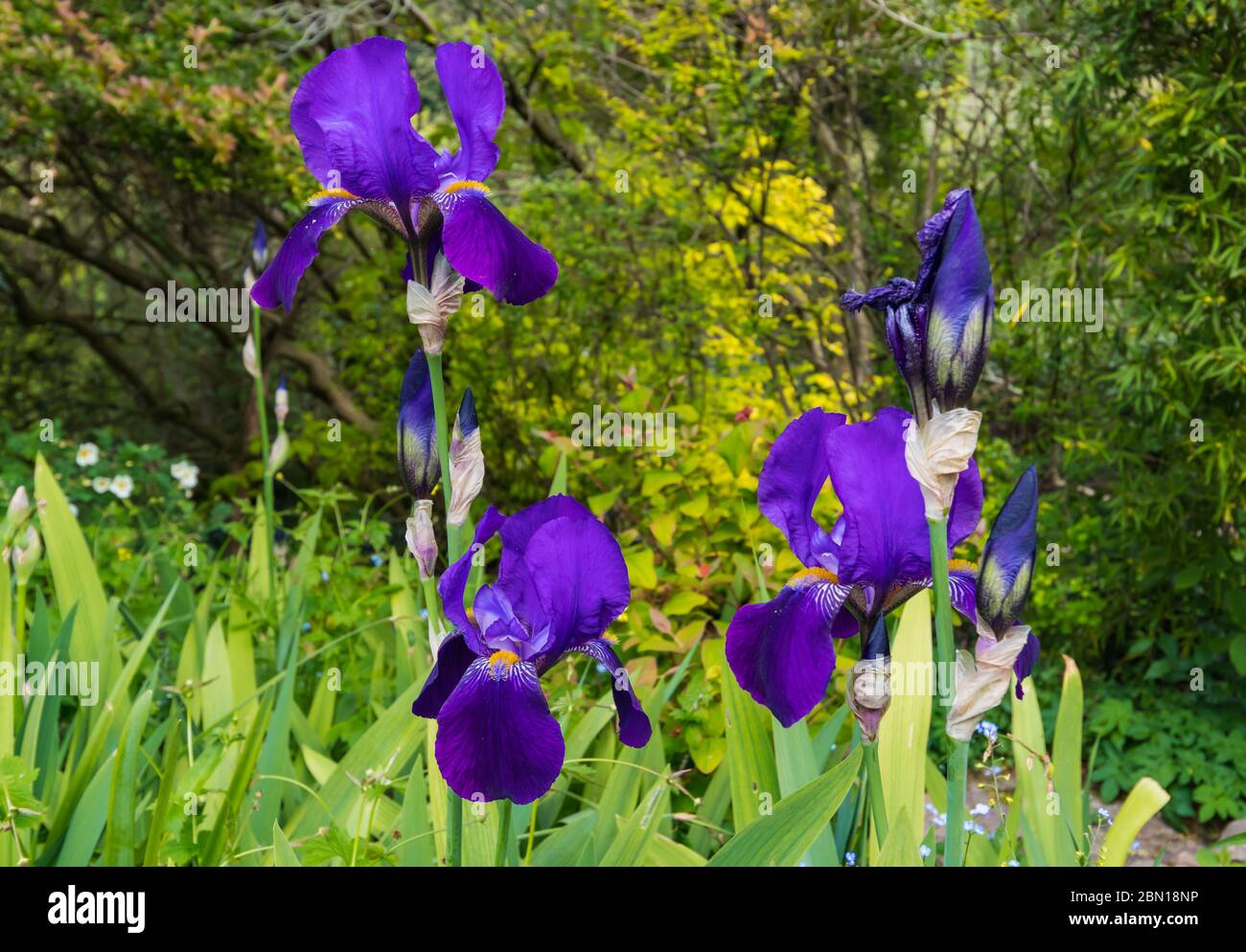 Bärtige Iris (Iris germanica), dunkelviolette oder violette Farben, sehr große Irises in einem Garten im Frühjahr (Mai) in West Sussex, England, Großbritannien. Flora. Stockfoto