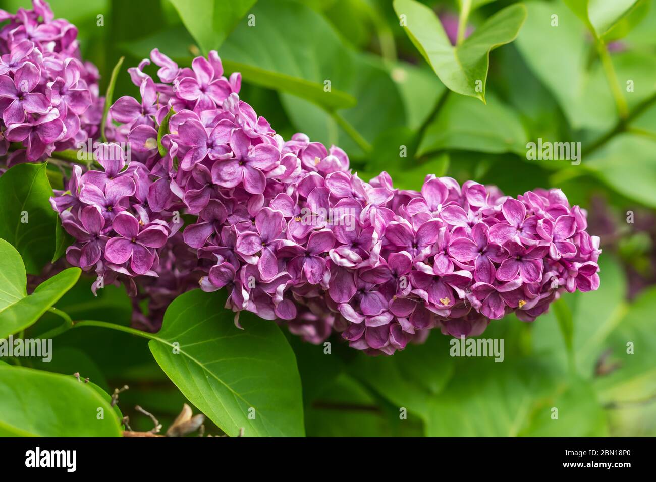 Purple Butterfly Bush Pflanze (Buddleja davidii oder Buddleia) wächst im Frühjahr in England, Großbritannien. Stockfoto