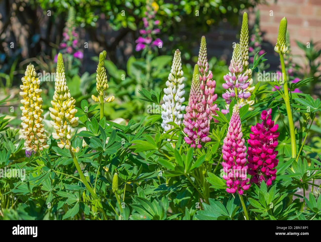 Verschiedene Farben von Lupinblüten (lupinus) im Frühjahr (Mai) in Großbritannien. Flora. Stockfoto