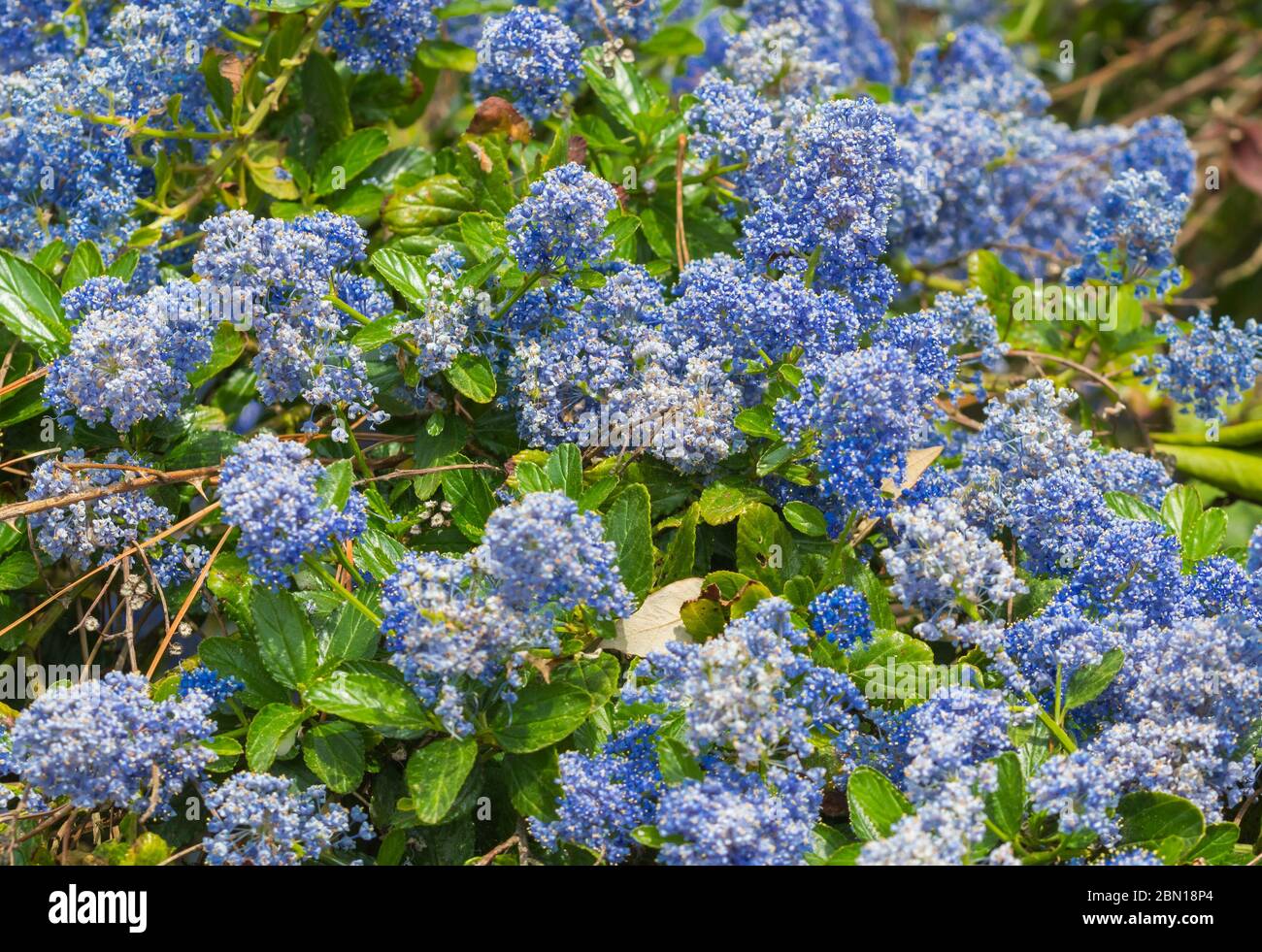 Kalifornischer flieder (ceanothus) Pflanze mit blauen Blüten im Frühjahr (Mai) in West Sussex, England, UK. Stockfoto
