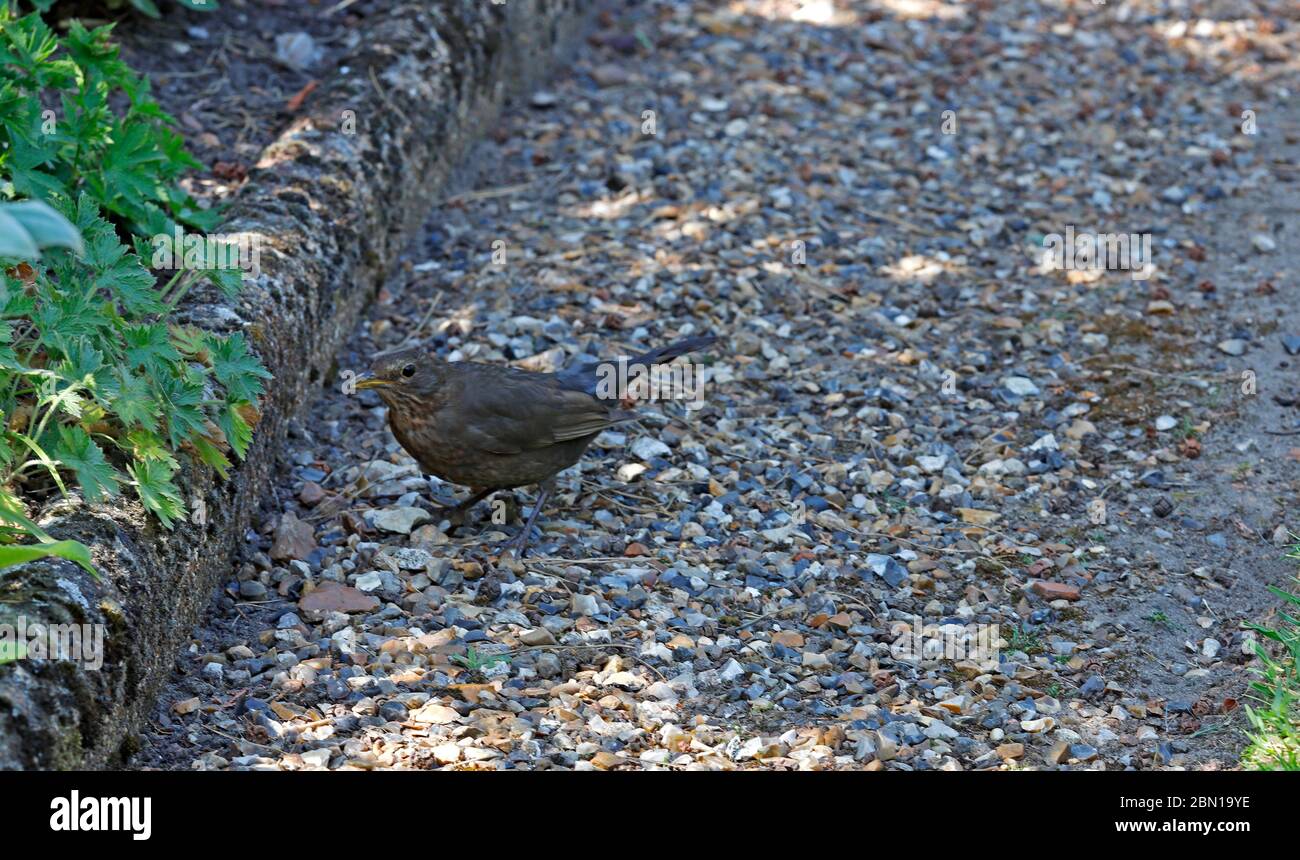 Ein Blick auf einen weiblichen Schwarzvogel, Turdus merula, der in einem Vorstadtgarten in Hellesdon, Norfolk, England, Großbritannien, Europa, auf Nahrungssuche ist. Stockfoto