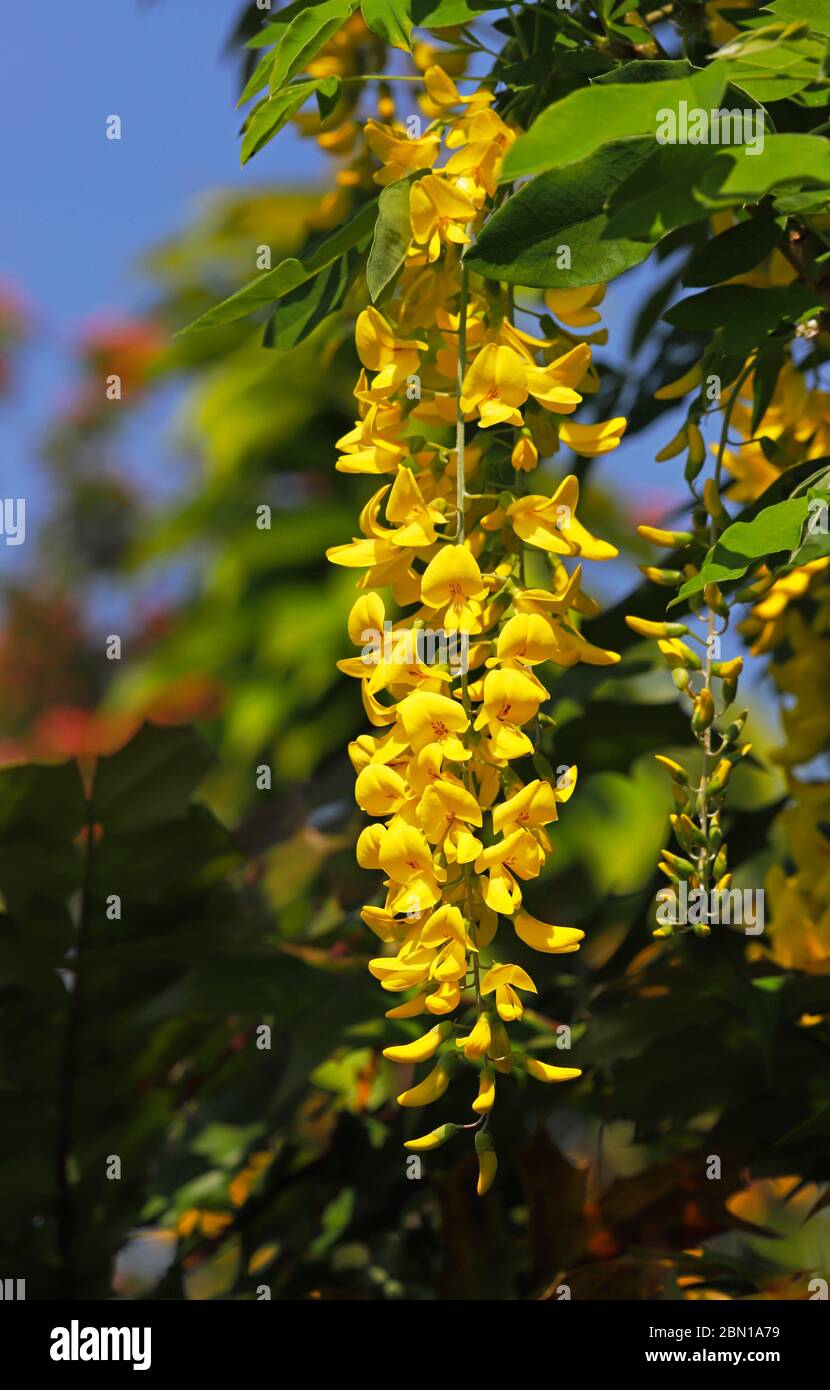 Eine hängende gelbe Blüte eines Laburnum, Laburnum anagyroides, in einem englischen Garten in Hellesdon, Norfolk, England, Vereinigtes Königreich, Europa. Stockfoto