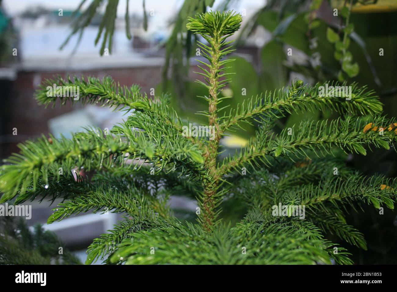 Weihnachtsbaum, Araucaria heterophylla, Norfolk Island Kiefer, impliziert natürlichen Anbau in einem organischen Garten zu Hause. Stockfoto