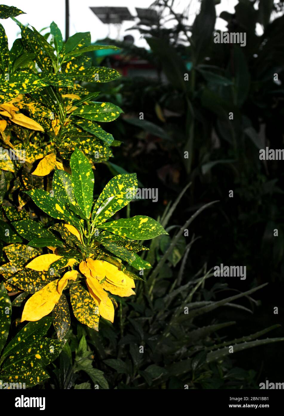 Golddust c, Codiaeum variegatum, vielblättrige Kroton, Euphorbiaceae Pflanzen Natur, wächst in einem organischen Garten zu Hause. Stockfoto