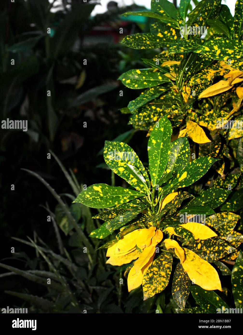 Golddust c, Codiaeum variegatum, vielblättrige Kroton, Euphorbiaceae Pflanzen Natur, wächst in einem organischen Garten zu Hause. Stockfoto