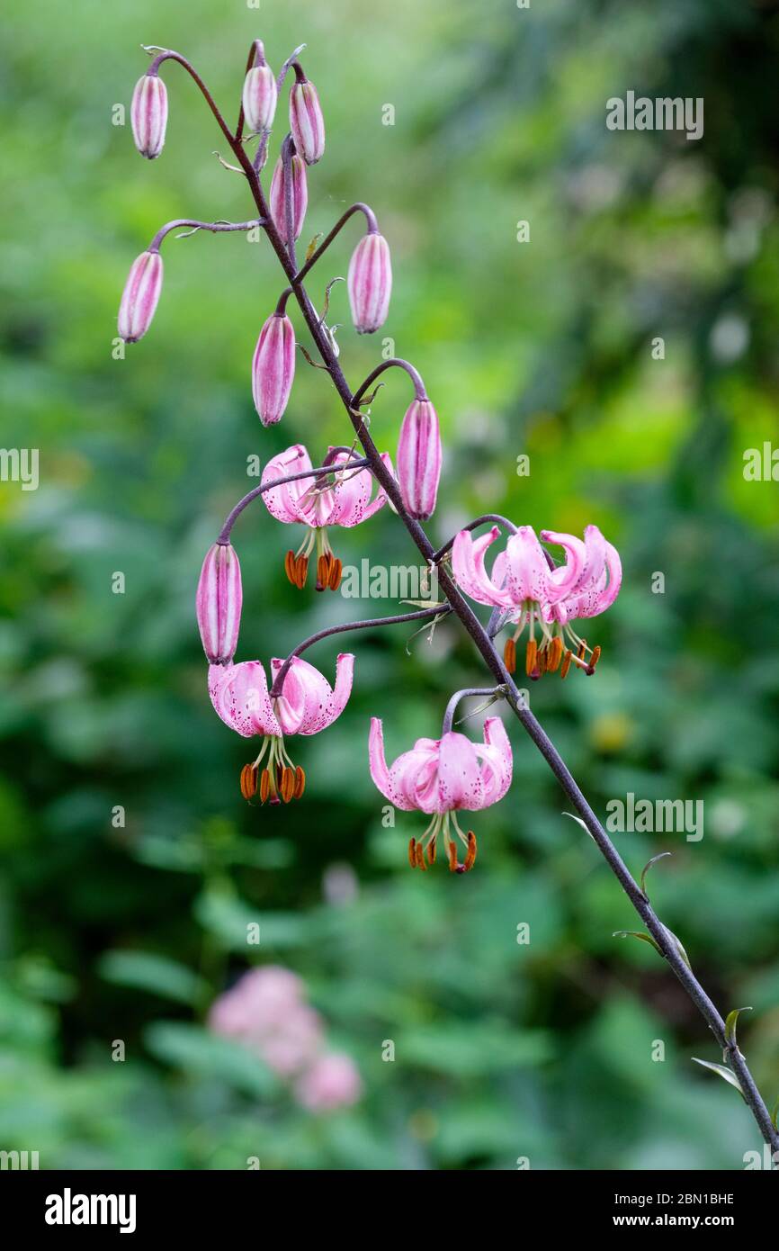 Lilium martagon auch bekannt als Martagon Lilie, Türkis Cap Lilie, Lilie von Istanbul oder Sultan Lilie oder Drachenlilie Stockfoto