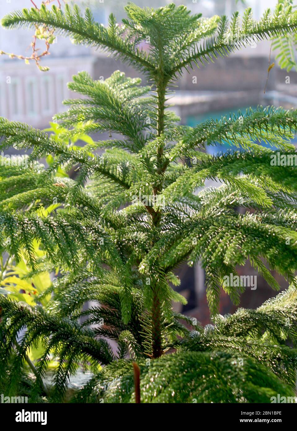 Weihnachtsbaum, Araucaria heterophylla, Norfolk Island Kiefer, impliziert natürlichen Anbau in einem organischen Garten zu Hause. Stockfoto
