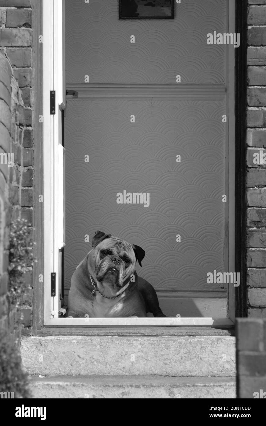 Hund an der Tür, Stanley, County Durham Stockfoto