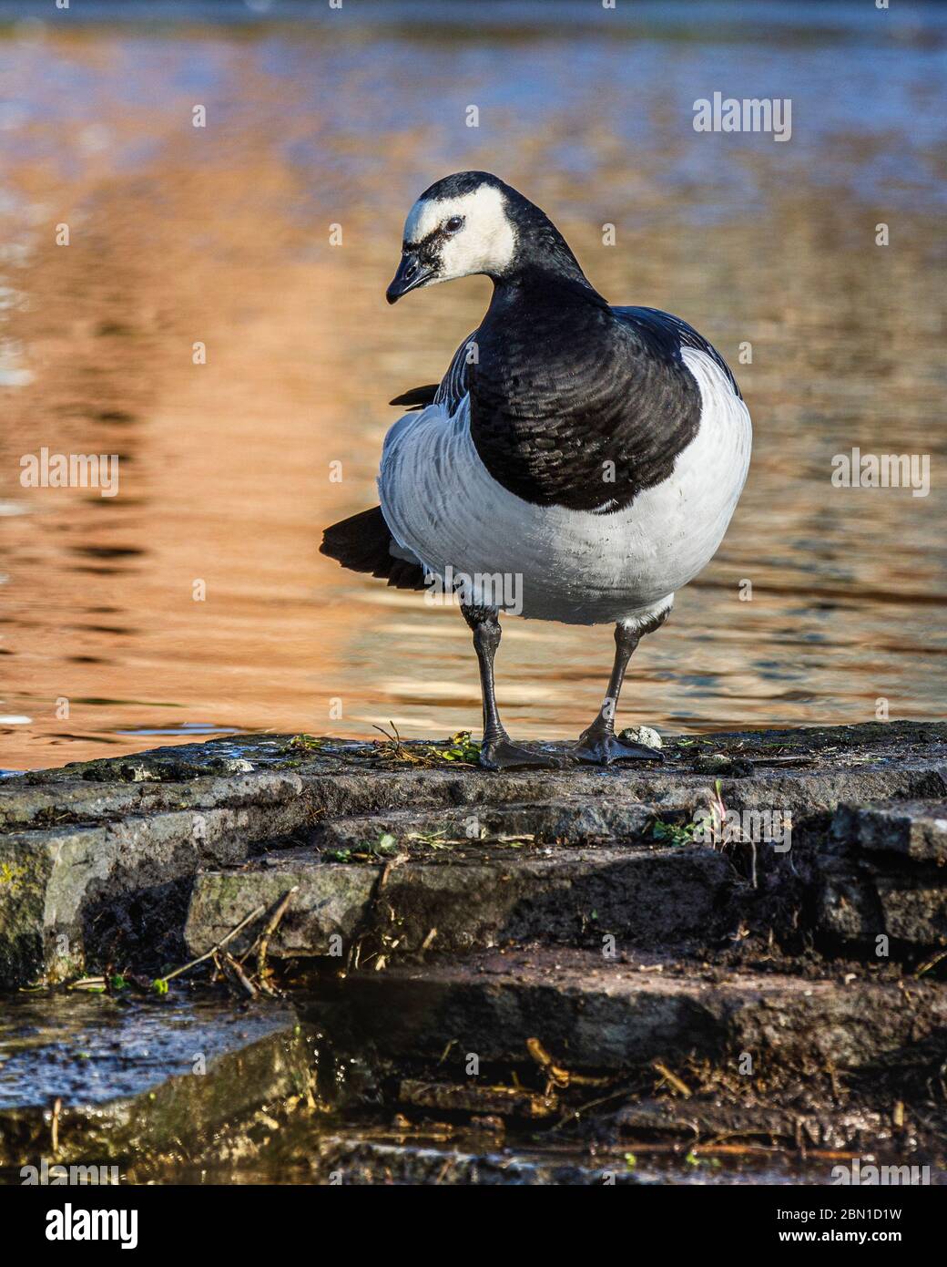 barnacle Gans stehend mit einem verschwommenen Hintergrund Stockfoto