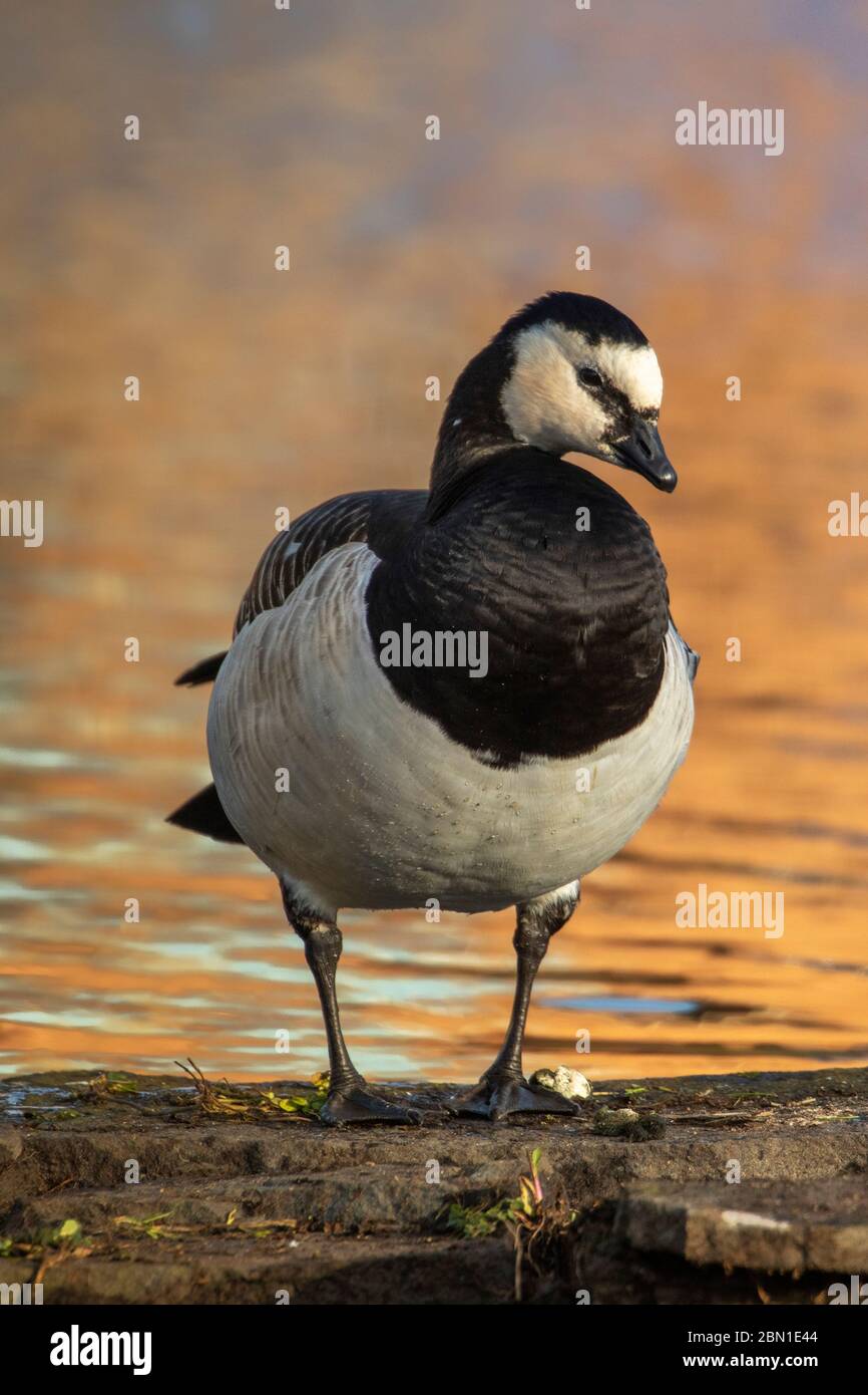 barnacle Gans stehend mit einem verschwommenen Hintergrund Stockfoto