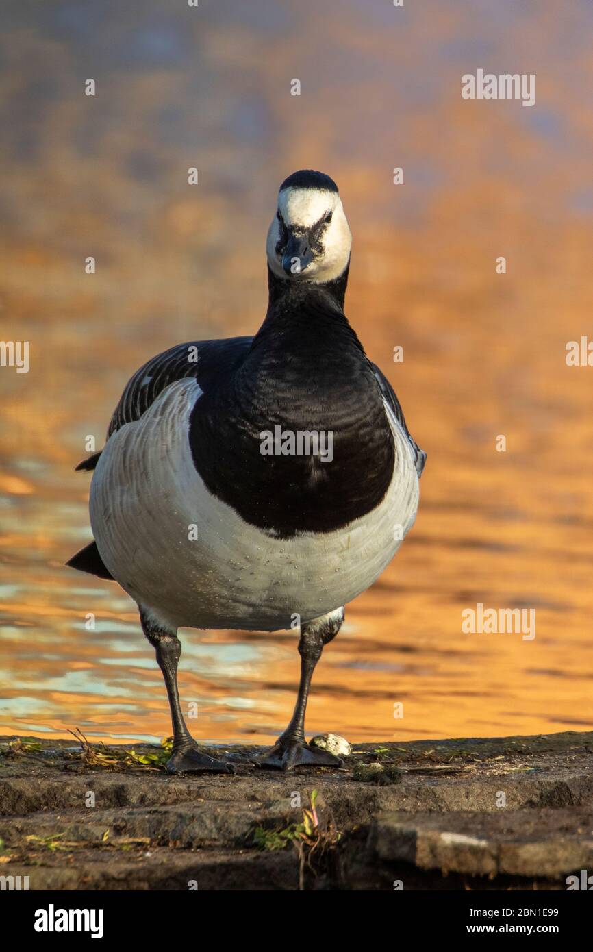 barnacle Gans stehend mit einem verschwommenen Hintergrund Stockfoto