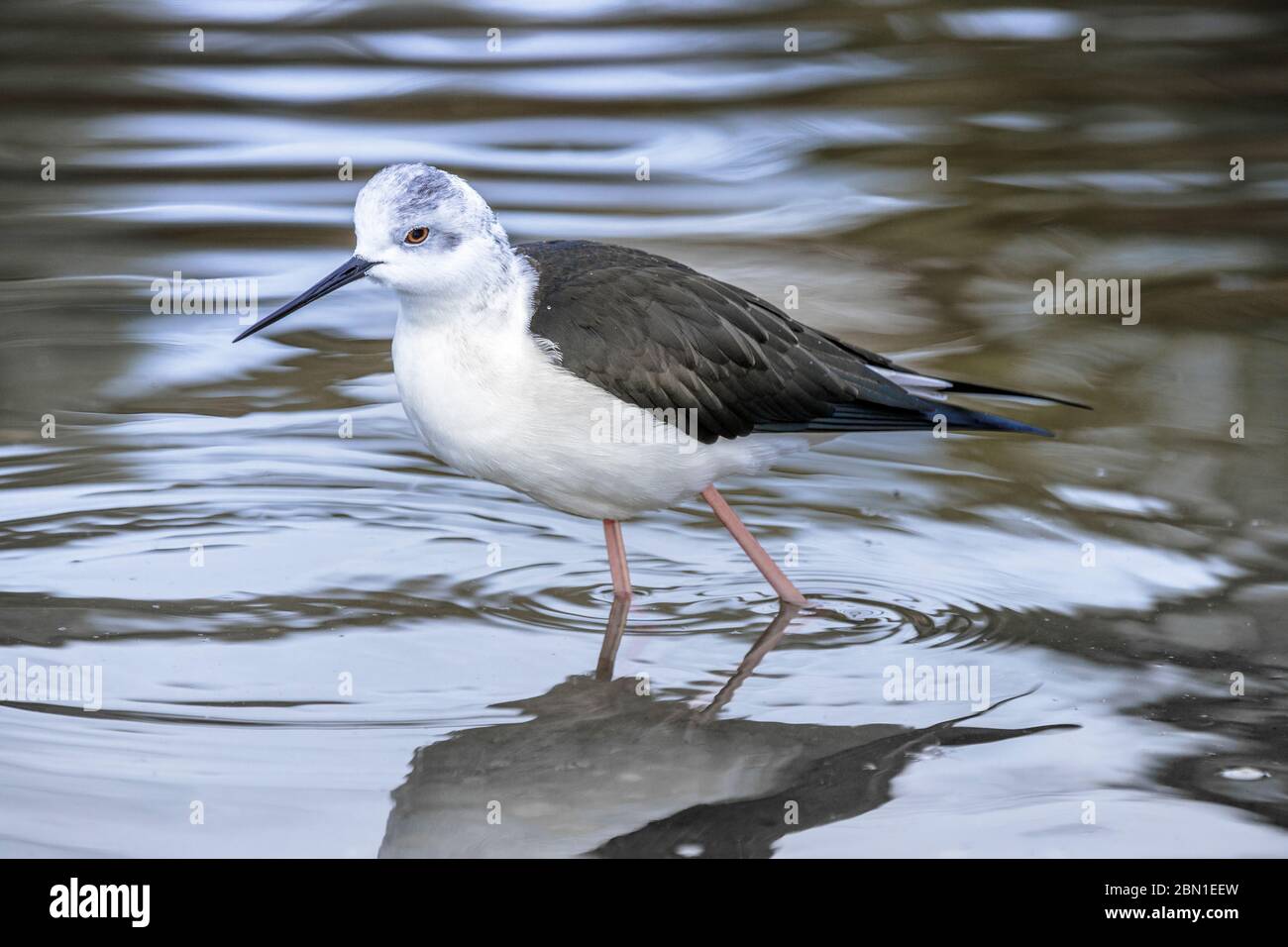 Schwarzflügeliger Stelzenvogel auf dem Wasser Stockfoto