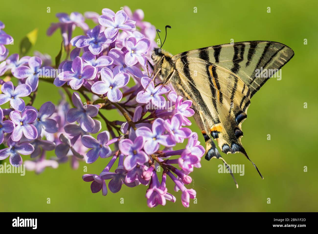 Seltene Schwalbenschwanz - Iphiclides podalirius, schön gefärbte Schwalbenschwanz aus europäischen Wiesen und Sträuchern, Zlin, Tschechische Republik. Stockfoto