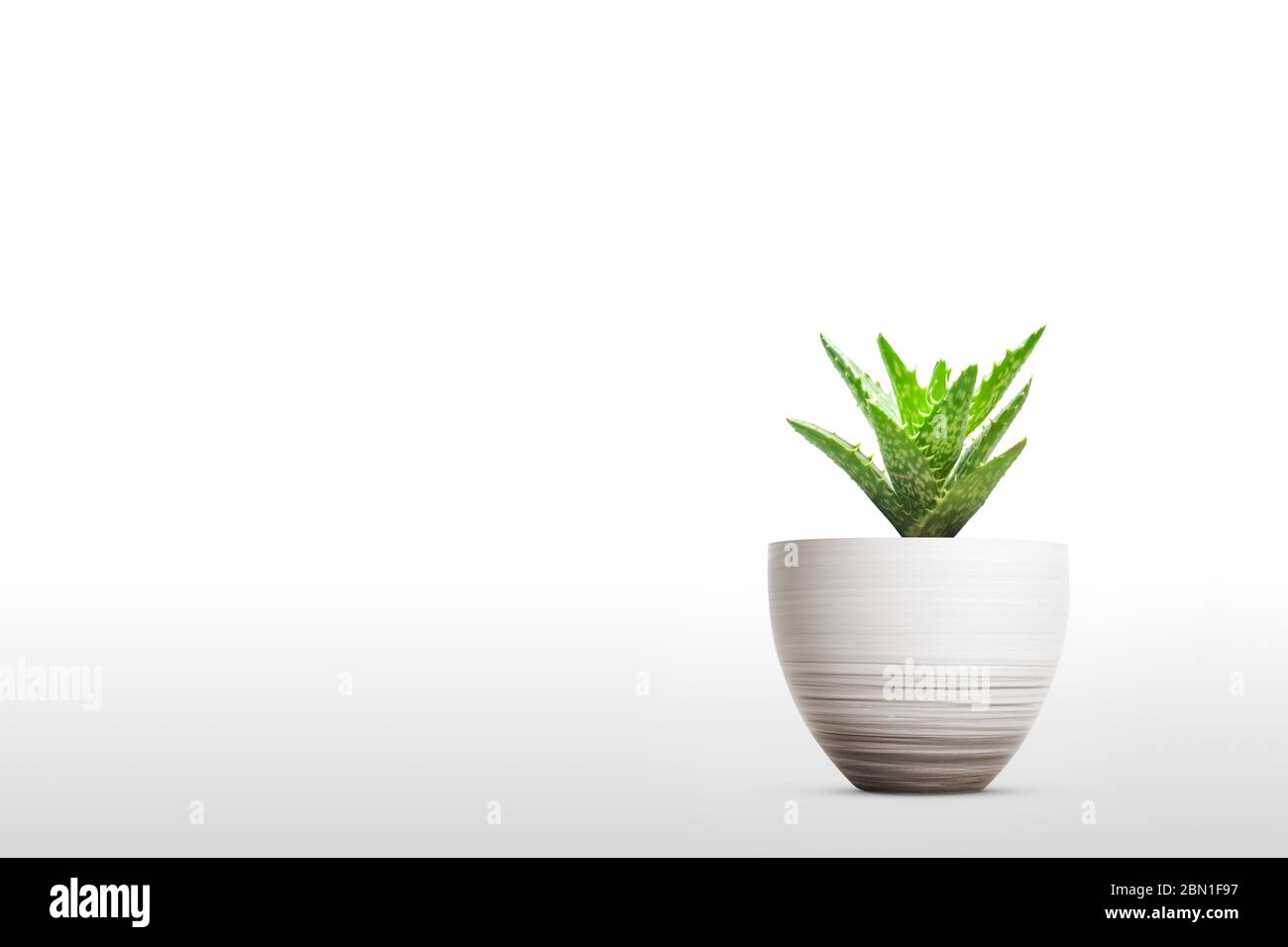 Suculent Anlage auf weißem Hintergrund vase Ornament isoliert Stockfoto