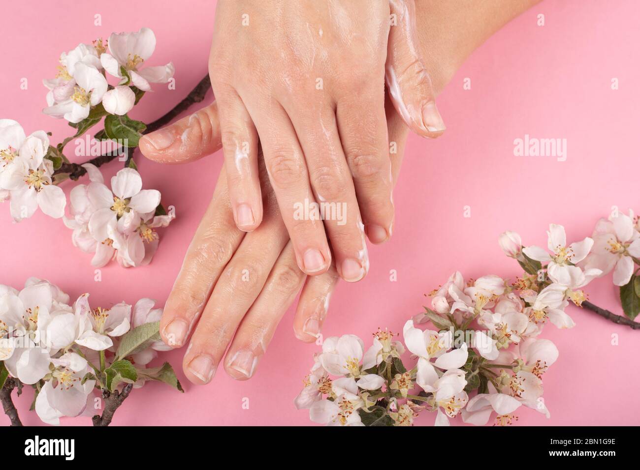 Hände verbreiten Creme Nahaufnahme auf einem rosa Hintergrund mit Zweigen von weißen Blüten. Hautfeuchtigkeit, Handpflege, Schönheit, Kosmetik, Vorbeugung Falten, Stockfoto