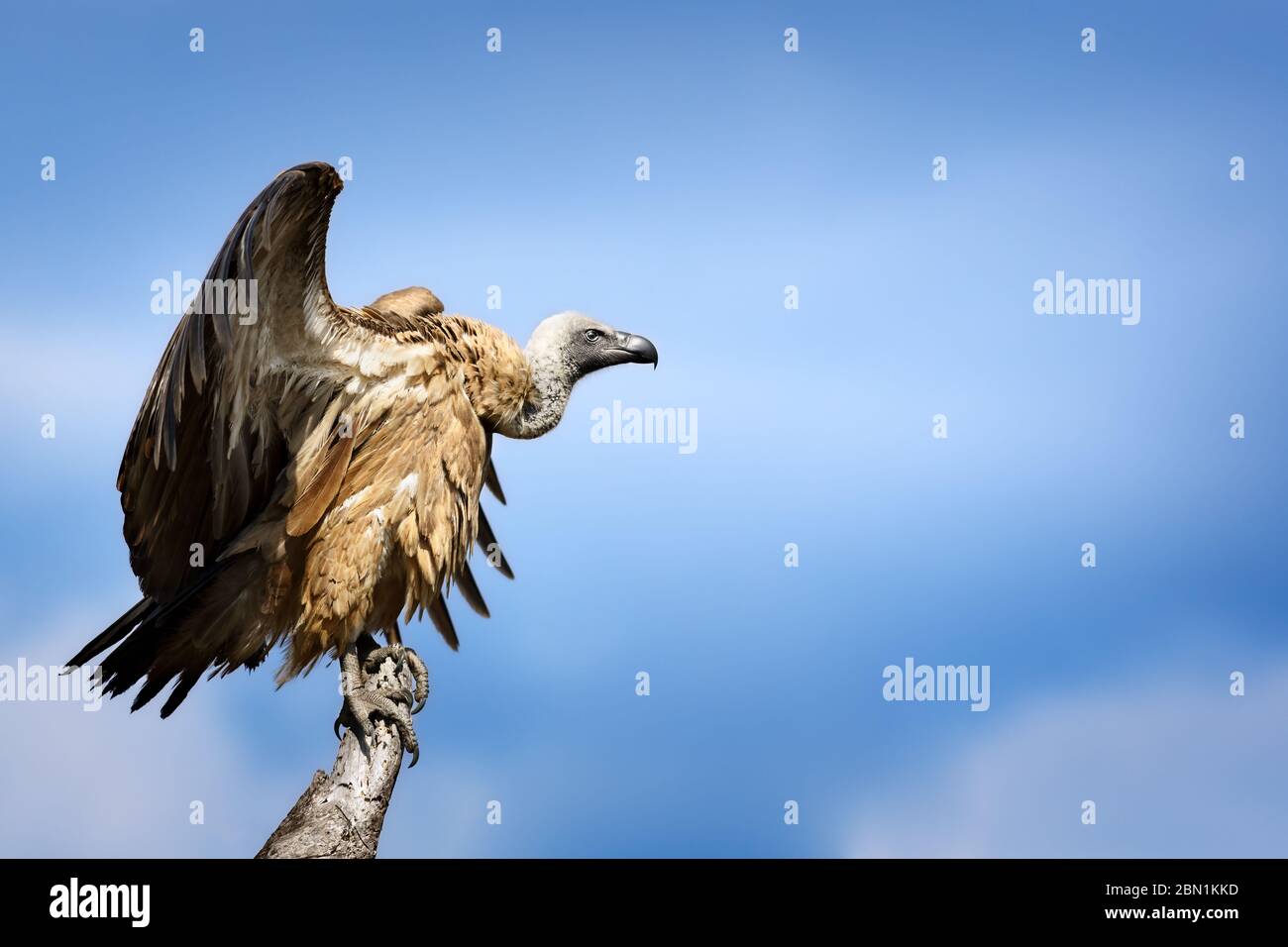 Geier, Weißer Rücken, Gyps africanus, auf einem Ast mit leicht geöffneten Flügeln thront. Kruger Nationalpark Stockfoto