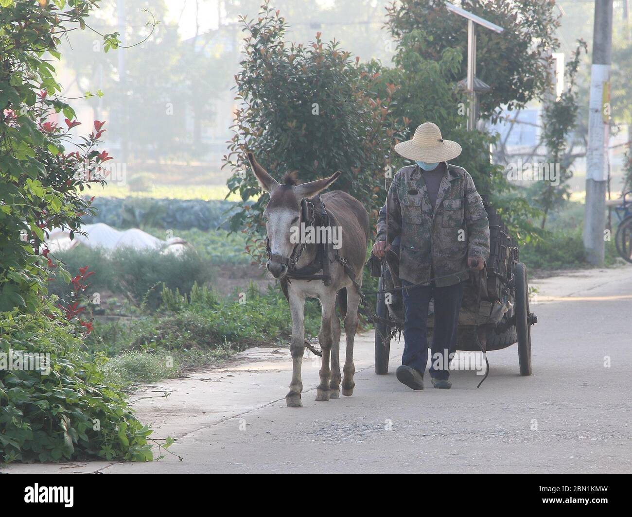 China.12. Mai 2020, Xiaogan, Xiaogan, China: CHINA-EIN Holzkohlenhändler treibt einen Esel, um Kohlenstoff in das Haus eines Nutzers in yunmeng County, xiaogan Stadt, provinz hubei, 11. Mai 2020 zu liefern.Zusammen mit der Veränderung des Lebensstils, tanweng, existiert diese alte Besetzung noch, obwohl sie gelegentlich in städtischen und ländlichen Gebieten zu sehen ist. Heute ist der lebende Brennstoff der städtischen und ländlichen Bewohner vor allem die Verwendung von Strom, Erdgas und andere Rührbraten Kochen. Seit Tausenden von Jahren, die Gewohnheit des Kochens und des Rührens mit Brennholz wurde allmählich beseitigt und geändert, und die Industrie der s Stockfoto