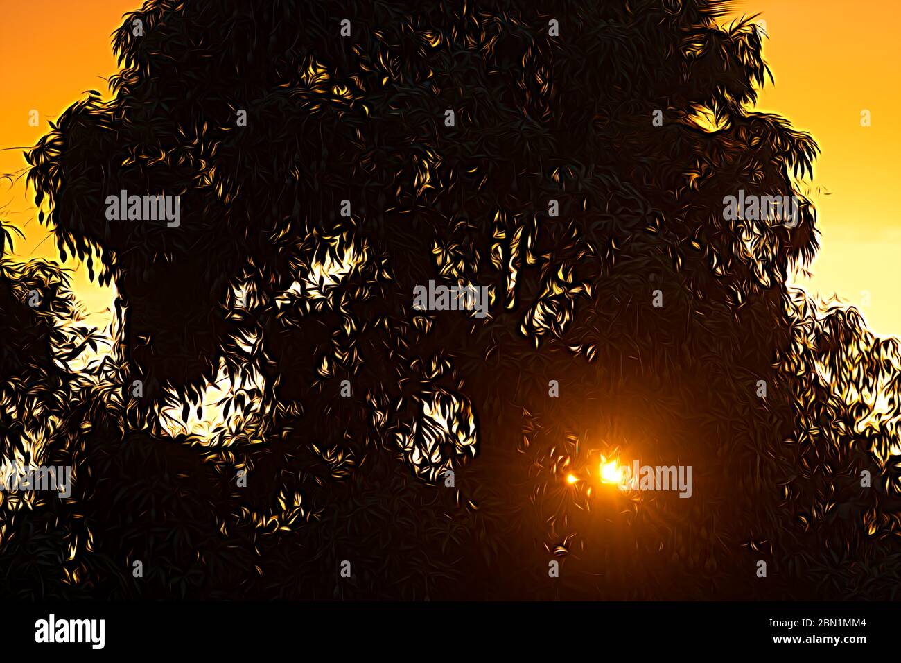 Ein Sonneneinbruch scheint durch einen Baum der Liebe Hoffnung und Glauben Stockfoto