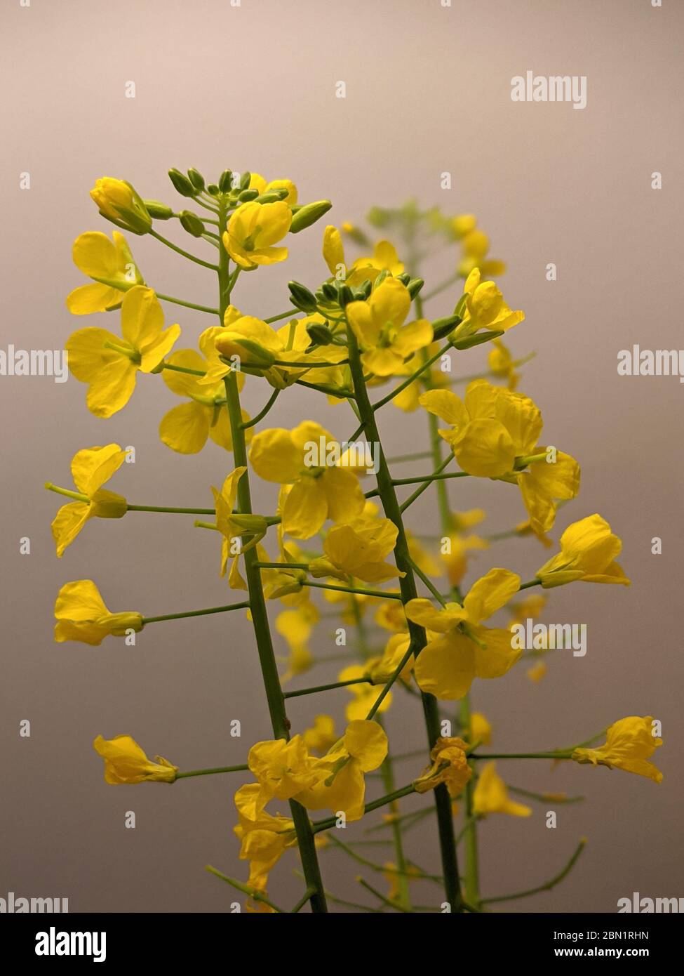 Kleine gelbe Blüten von dekorativen Grünkohl Stockfoto