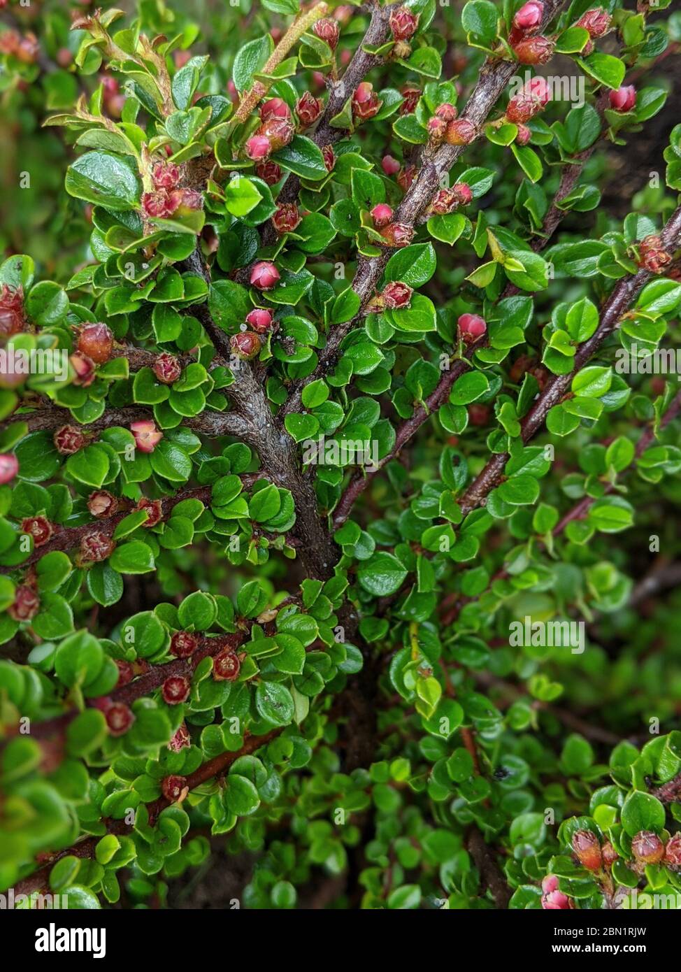 Nahaufnahme auf einem Zweig des Cotoneaster horizontalis voller roter Beeren Stockfoto