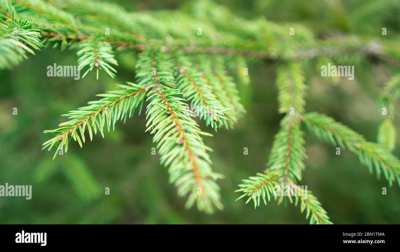 Weihnachtsbaum Zweige. Grüne Zweige der Fichte im Wald. Hintergrund der Kiefernzweige. Nadelgrün Textur Stockfoto