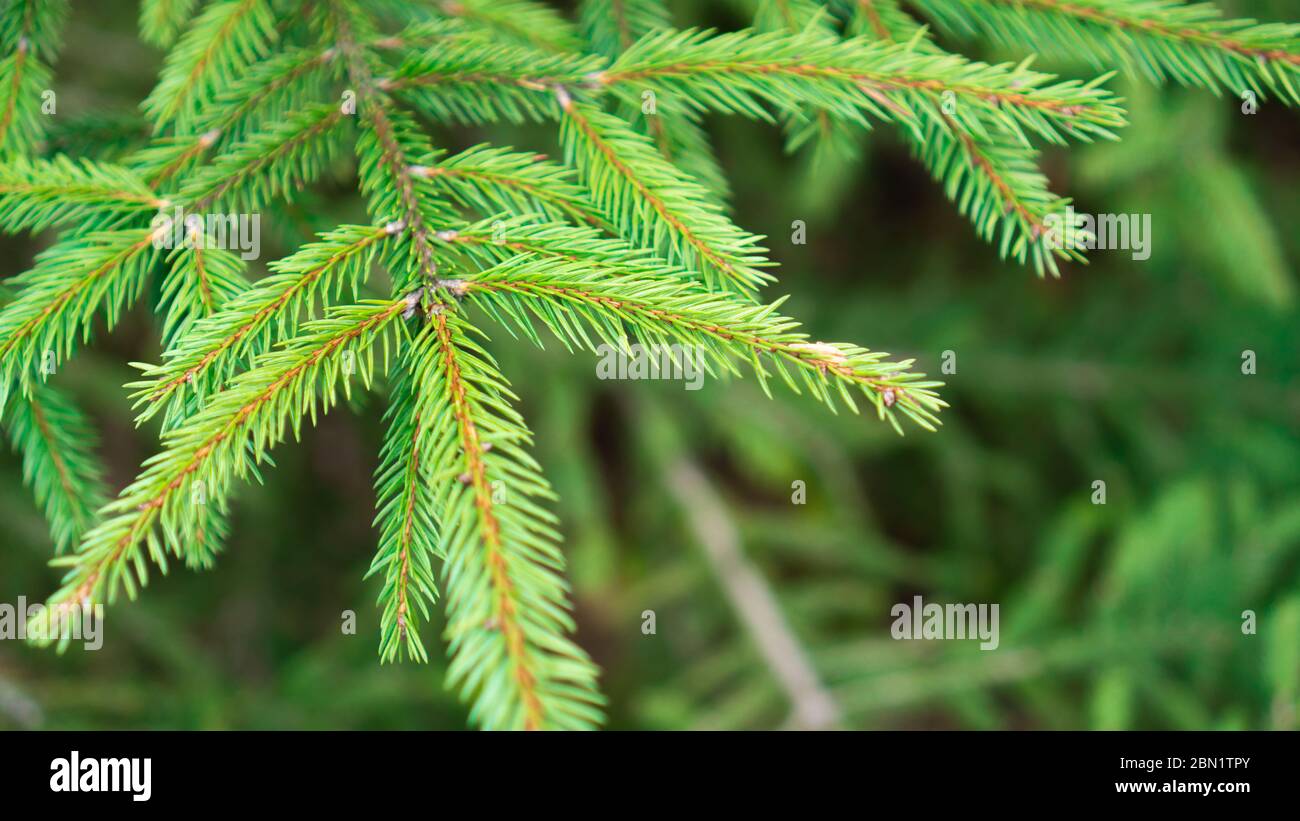 Frisches grünes Blatt Hintergrund. Hintergrund der Kiefernzweige. Nadelgrün Textur. Fichtenzweig. Nadeln Stockfoto