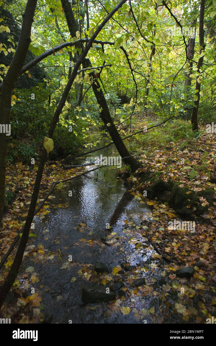 Waldgebiet auf dem Anwesen des Traquair House, Scottish Borders Stockfoto