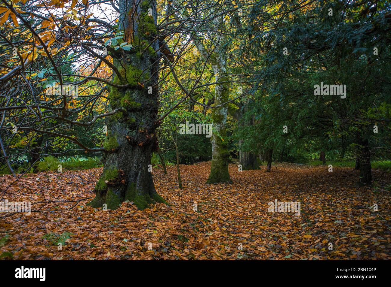 Waldgebiet auf dem Anwesen des Traquair House, Scottish Borders Stockfoto