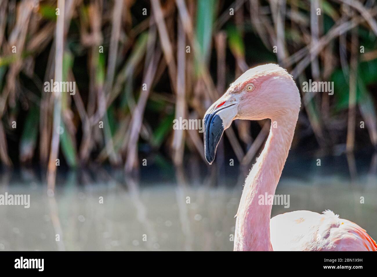 Ein chilenischer Flamingo Stockfoto