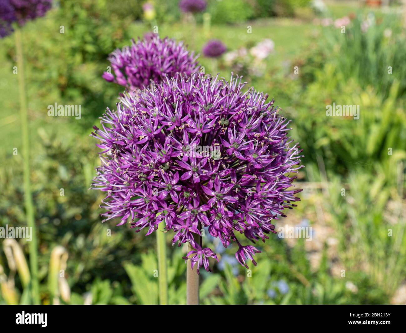 Eine Gruppe von Blüten der früh blühenden Allium Purple Sensation Stockfoto