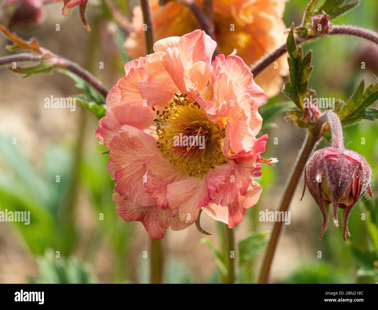 Eine Nahaufnahme der aprikosenfarbenen Blume von Geum rivale Mai Tai Stockfoto