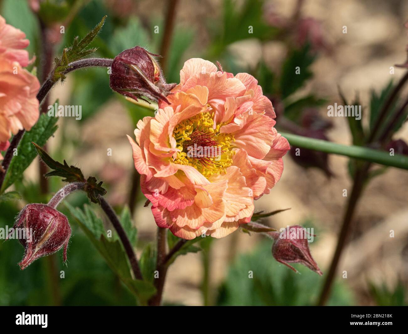 Eine Nahaufnahme der aprikosenfarbenen Blume von Geum rivale Mai Tai Stockfoto