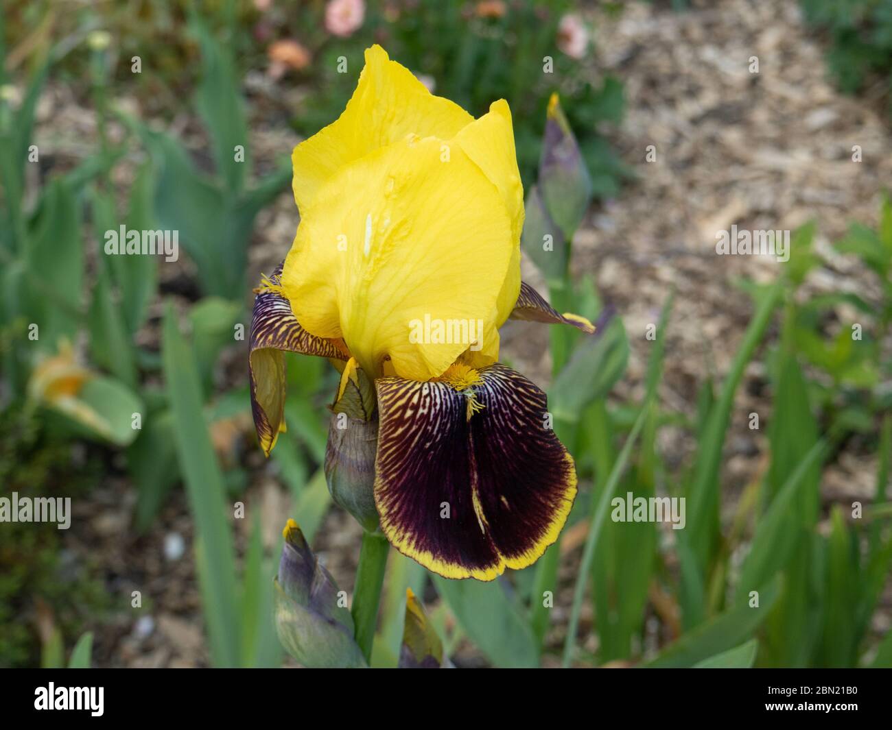 Eine einzelne gelbe und mahagonibraune Blume der Iris Karnevalszeit Stockfoto