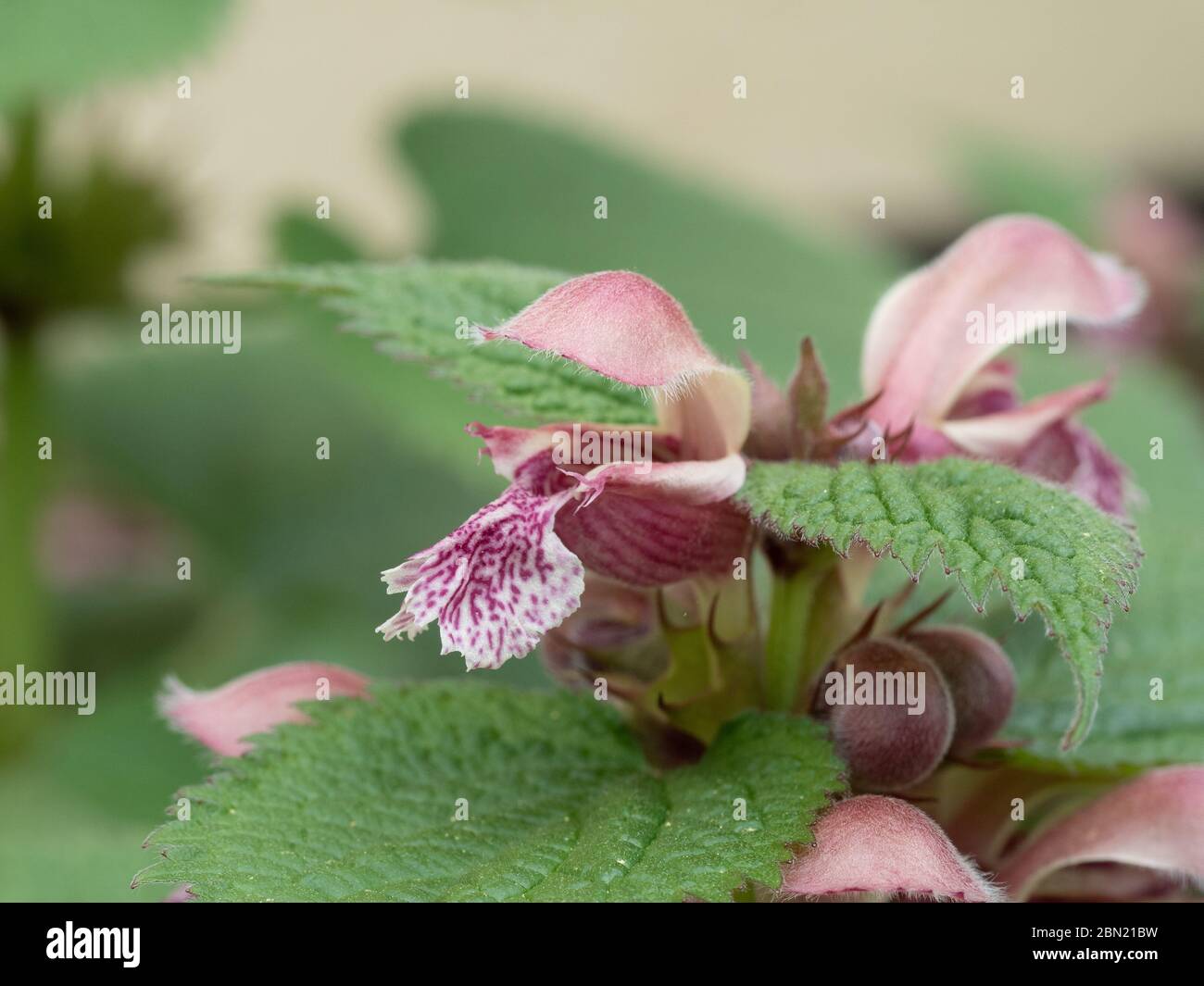 Eine Nahaufnahme der rosa Kapuzenblume von Lamium ovala Stockfoto