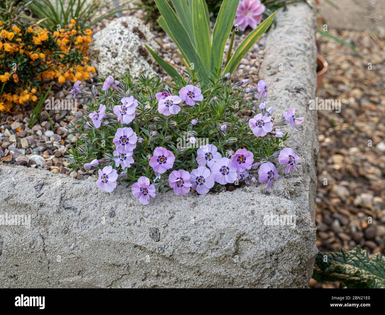 Eine Pflanze von Phlox douglasii 'Boothmans Variety' wächst an der Ecke eines Troggggartens Stockfoto