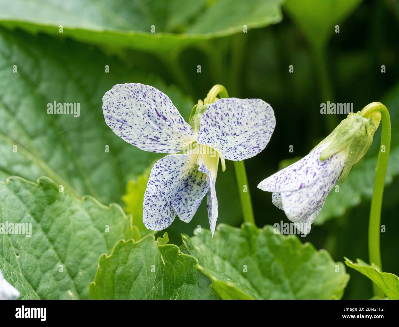 Eine Nahaufnahme der zarten weiß-lila gefleckten Blume von Viola sororia 'Freckles' Stockfoto