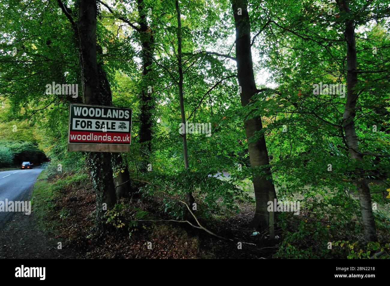 Tillys Holz; Oxfordshire in den Chilterns in der Nähe Goring Heath, Halb-natürlichen alten Wald 60 Jahre alte Buche etc, würden private Käufer verpflichtet, e Stockfoto