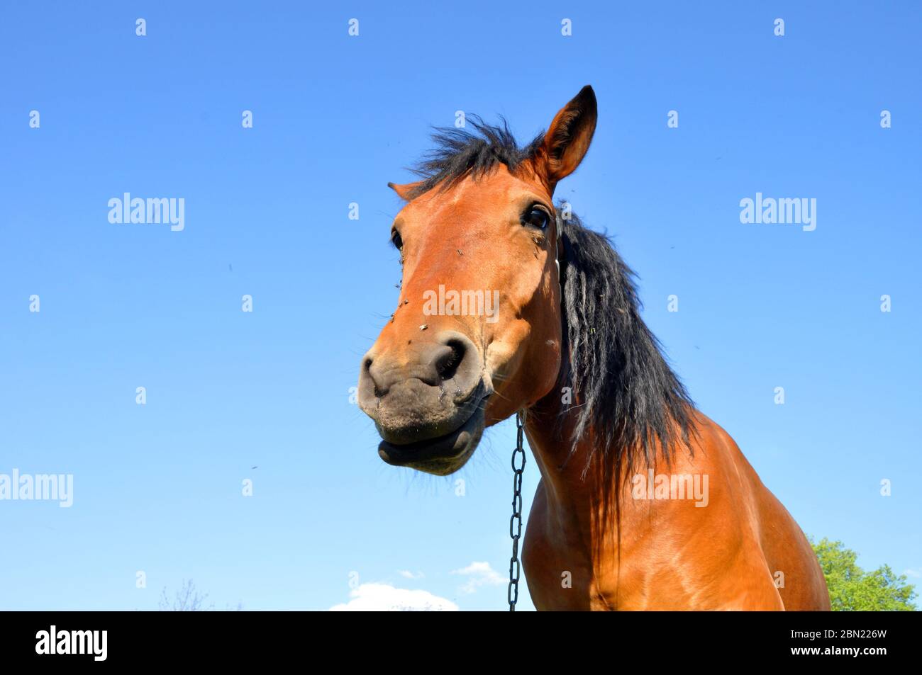 Pferd in der Natur. Porträt eines Pferdes Stockfoto