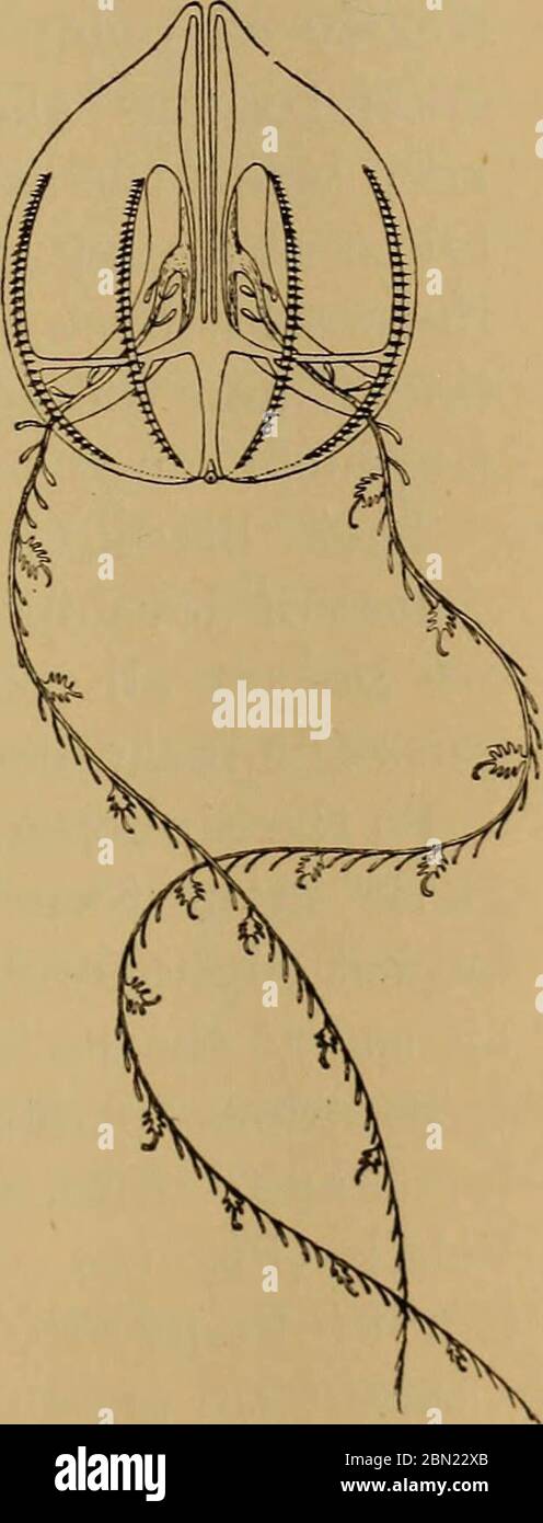 'Science des Meeres. Ein elementares Handbuch der praktischen Ozeanographie für Reisende, Segler und Segler (1912) Stockfoto