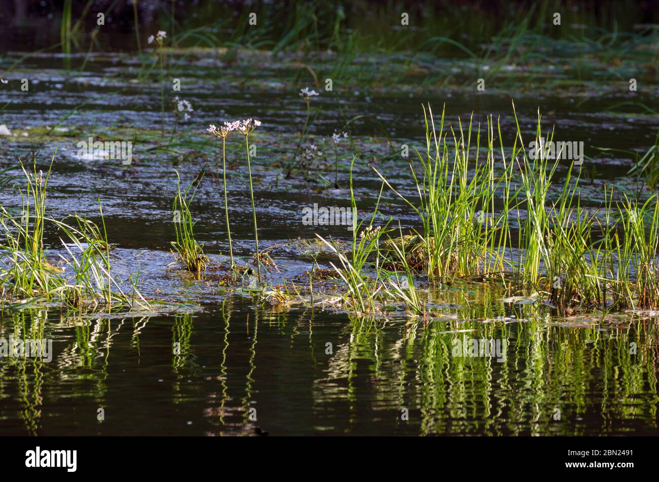 Sommer Morgen sonnenbeschienenen Gras mit Blumen auf dem Hintergrund des Flusses Stockfoto