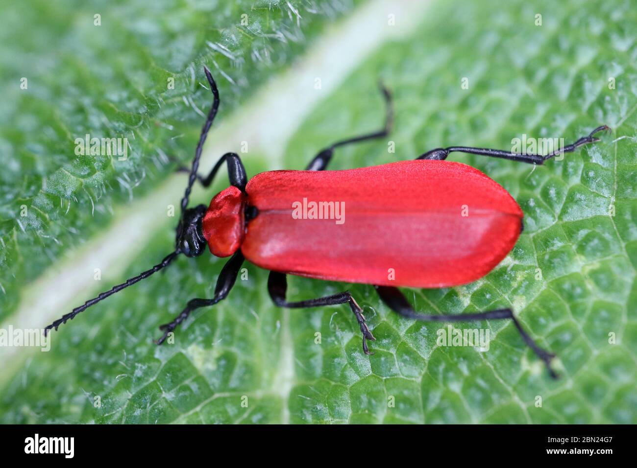 Roter Kardinal Käfer auf grünem Blatt im Garten, roter Käfer auf grünem Blatt mit Mustern, Wildtierinsekt, rotes Insekt auf grünem Blatt Makro, Makrofoto Stockfoto