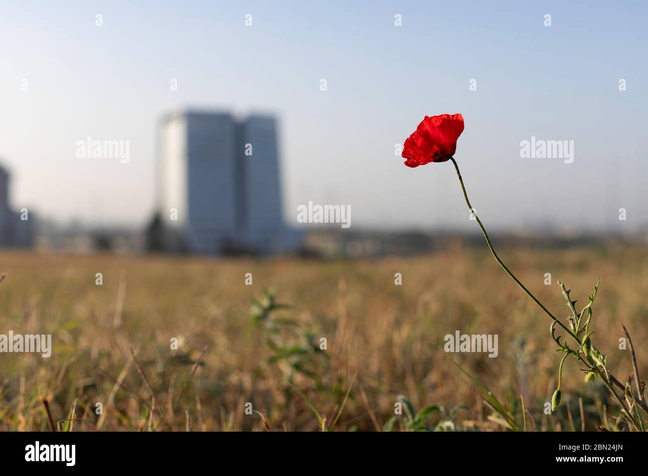 Rote Mohnblume Nahaufnahme auf verschwommenem landwirtschaftlichen Hintergrund Stockfoto