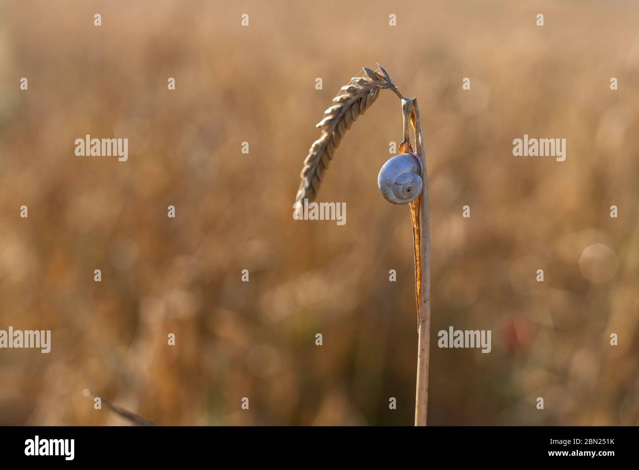 Schneckennase auf einem Ohr von gelbem reifen Weizen auf einem verschwommenen Hintergrund Stockfoto