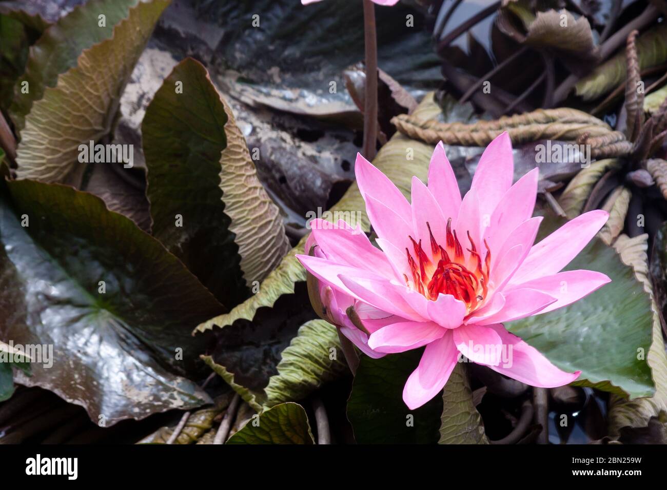 Wilde rosa wasser lilie oder Lotusblume (Nelumbo nucifera) im Wasser. Nymphaea im Teich. Indonesien, Papua Neu Guinea Stockfoto