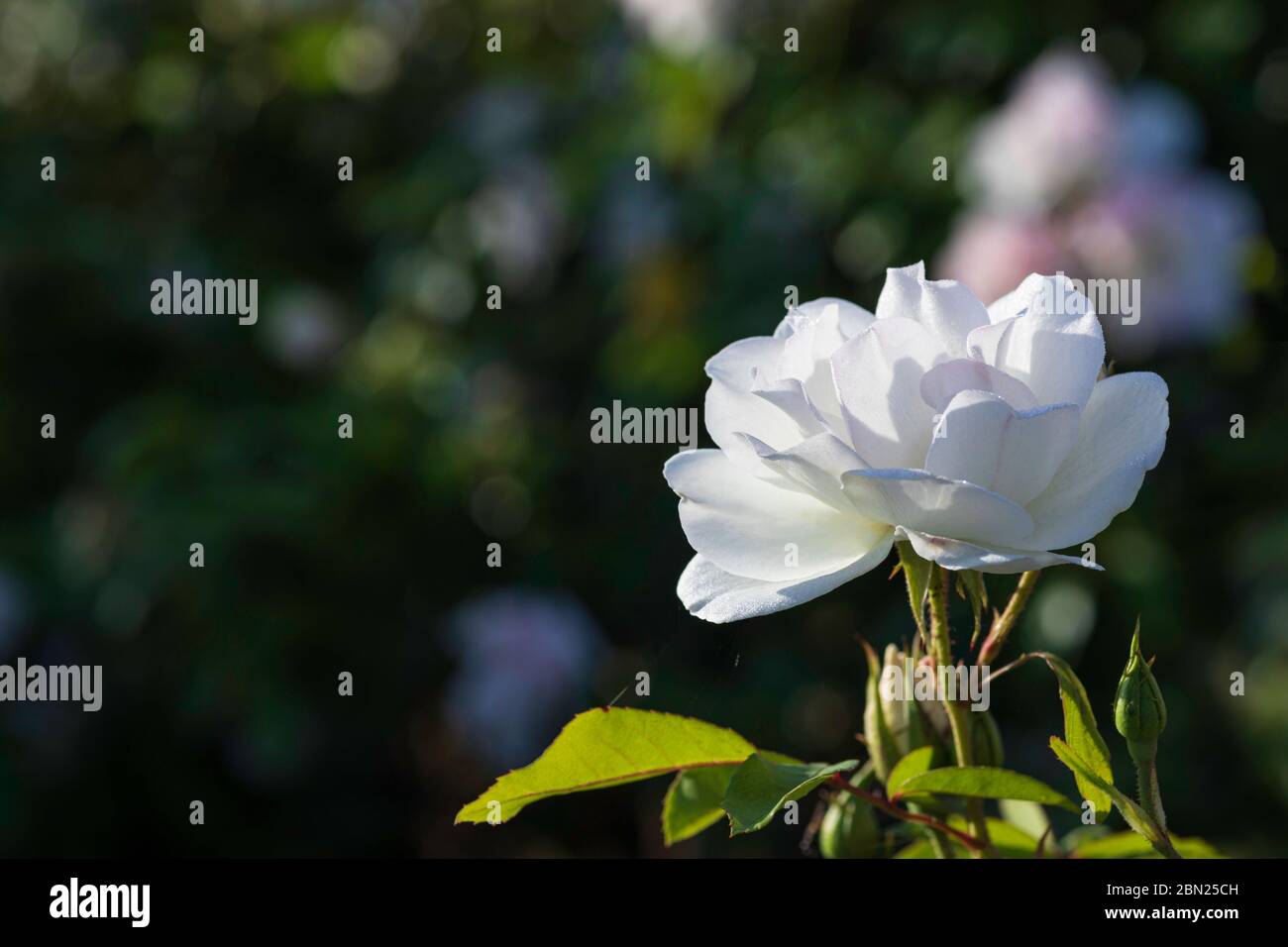 Seitenansicht einer blühenden weißen Rosenblüte auf einem dunklen, unscharfen Hintergrund Stockfoto