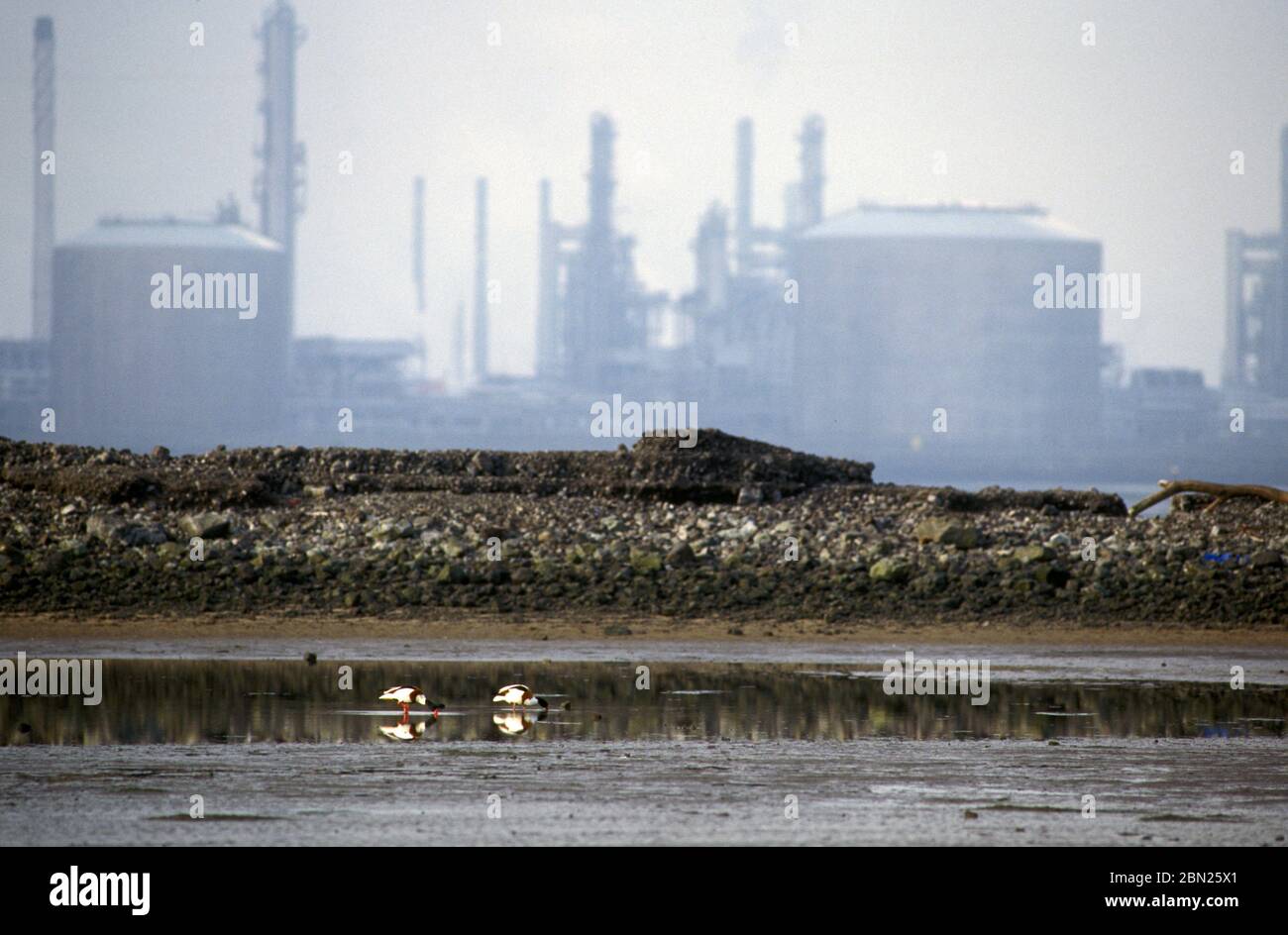 Ölterminus; Seal Sands Teesside UK Stockfoto