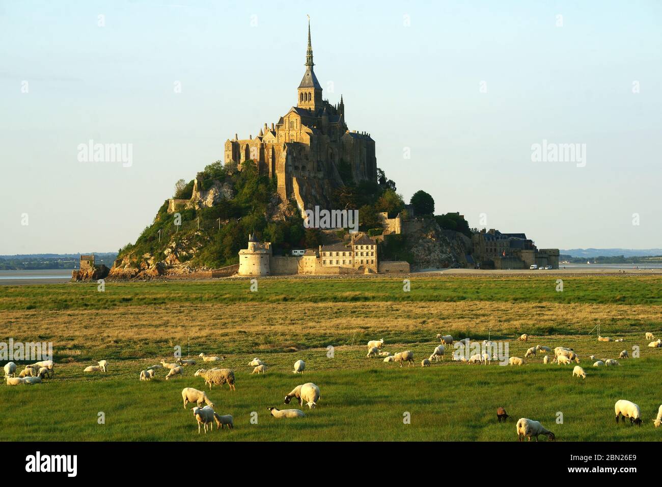 Mont Saint Michel mit Schafweide, Normandie, Frankreich Stockfoto
